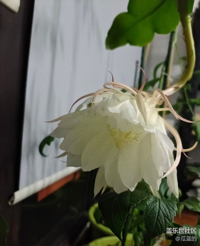 【留存的照片】昙花一现