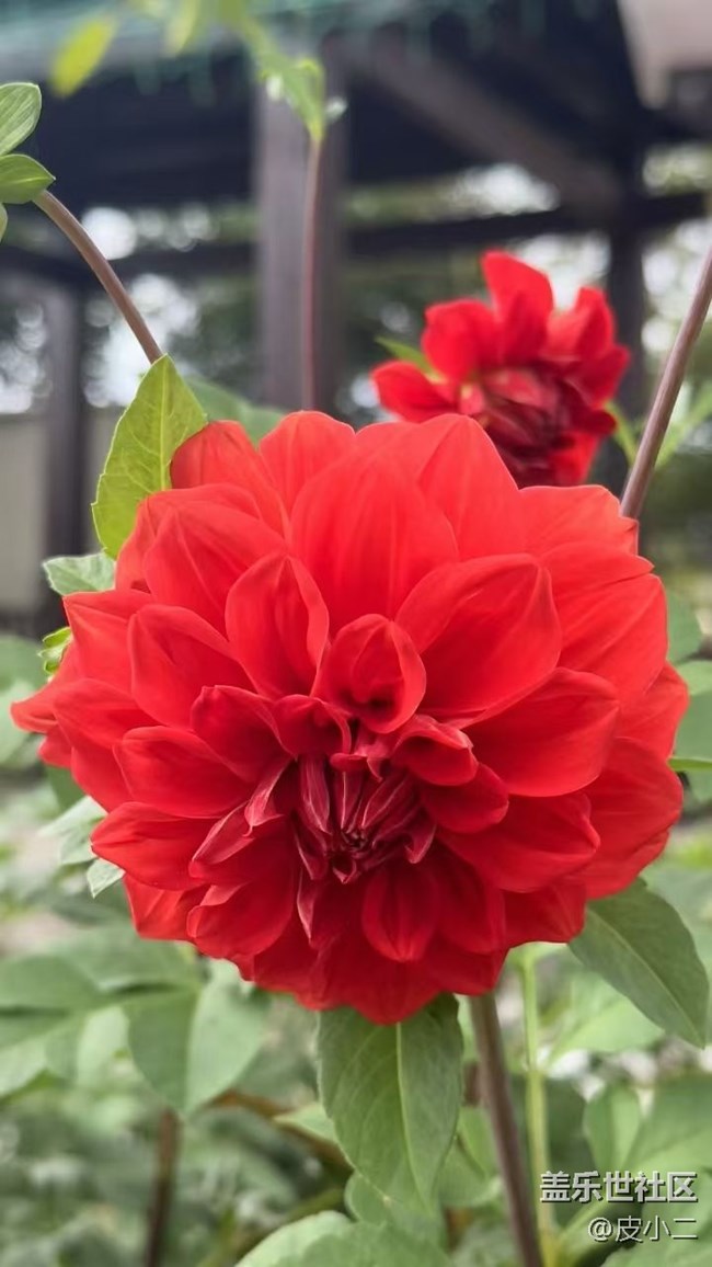 【Galaxy影像】自然的律动+ 花开富贵