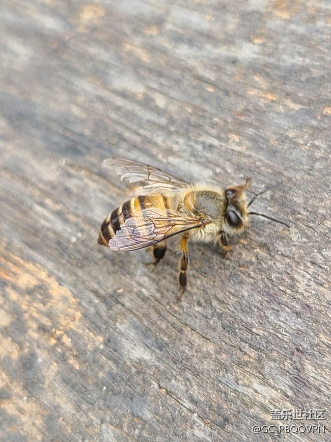 【留存的照片】+小蜜蜂