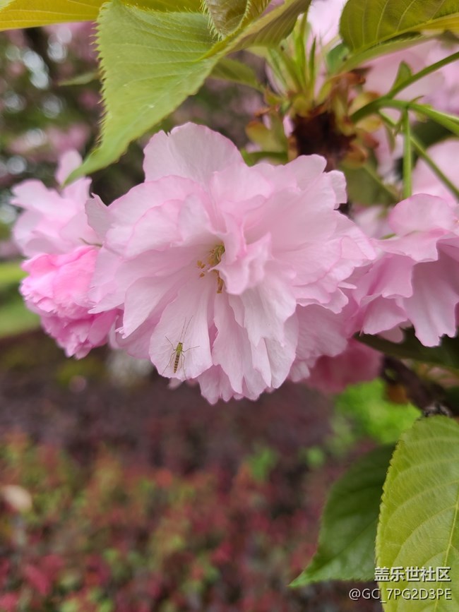 【留存的照片】+记录花开