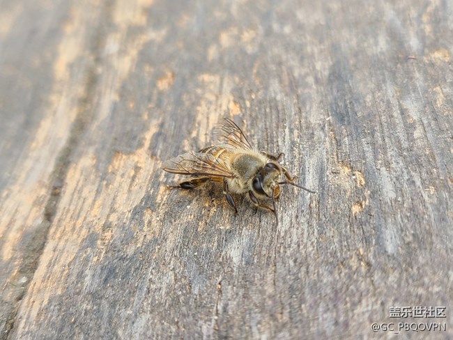 【留存的照片】+小蜜蜂