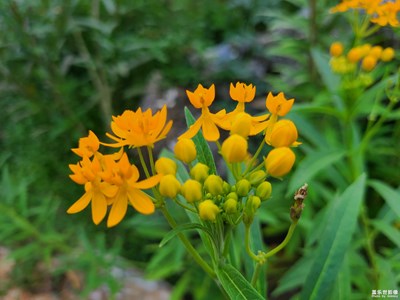 【静美时分】+静待花开