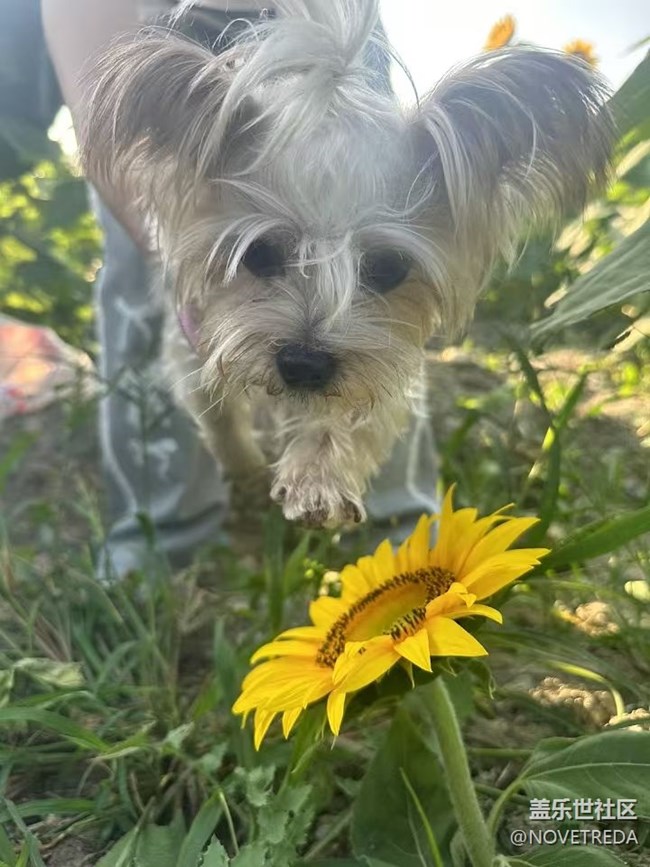 【Galaxy影像】自然的律动+花海