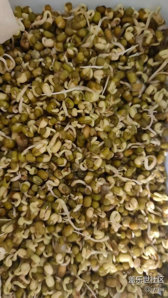 【秋季霸王餐】香肠炒豆芽