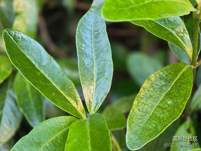 #十月中的小美好——发现