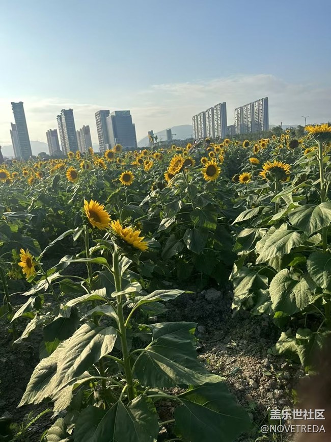 【Galaxy影像】自然的律动+花海
