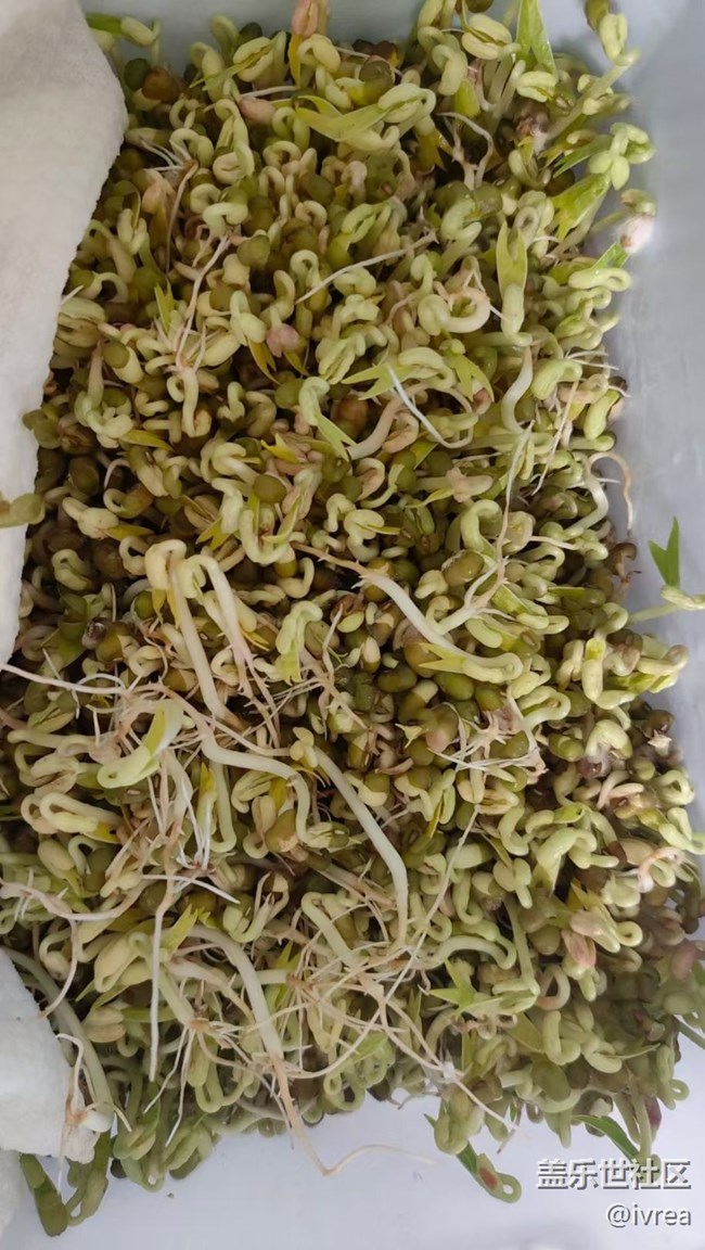 【秋季霸王餐】香肠炒豆芽