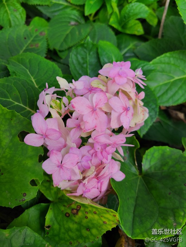 【最美秋色醉人心】+美丽秋天