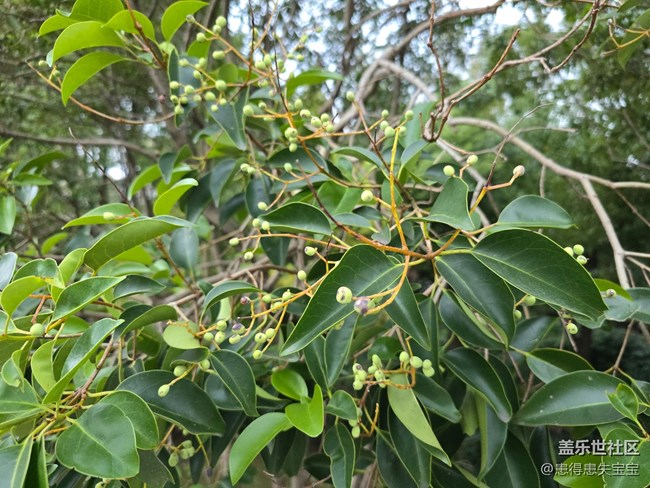 #十月中的小美好——桂花香