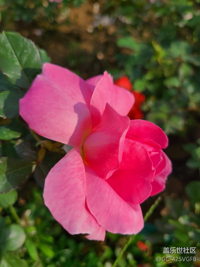 【微距下的秋色】+秋叶与花