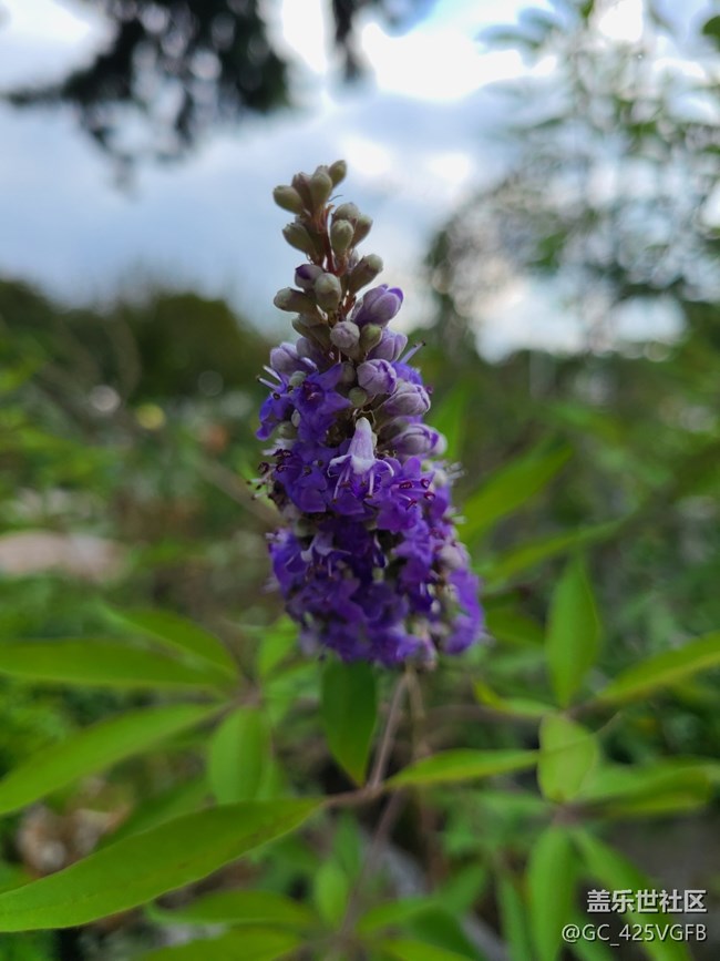 【微距下的秋色】+秋叶与花