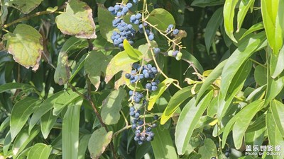 【我眼前的世界】多彩植物