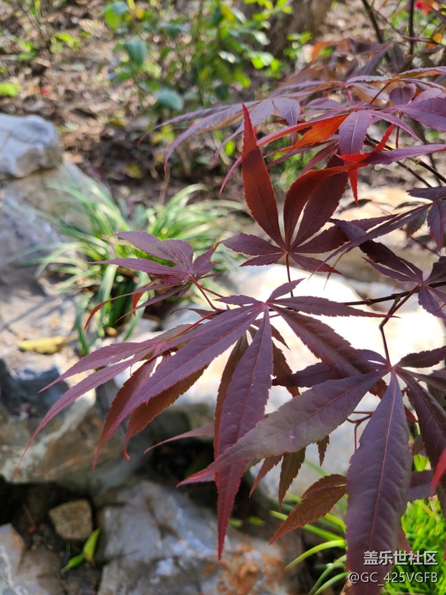 【最美秋色醉人心】+美丽秋天