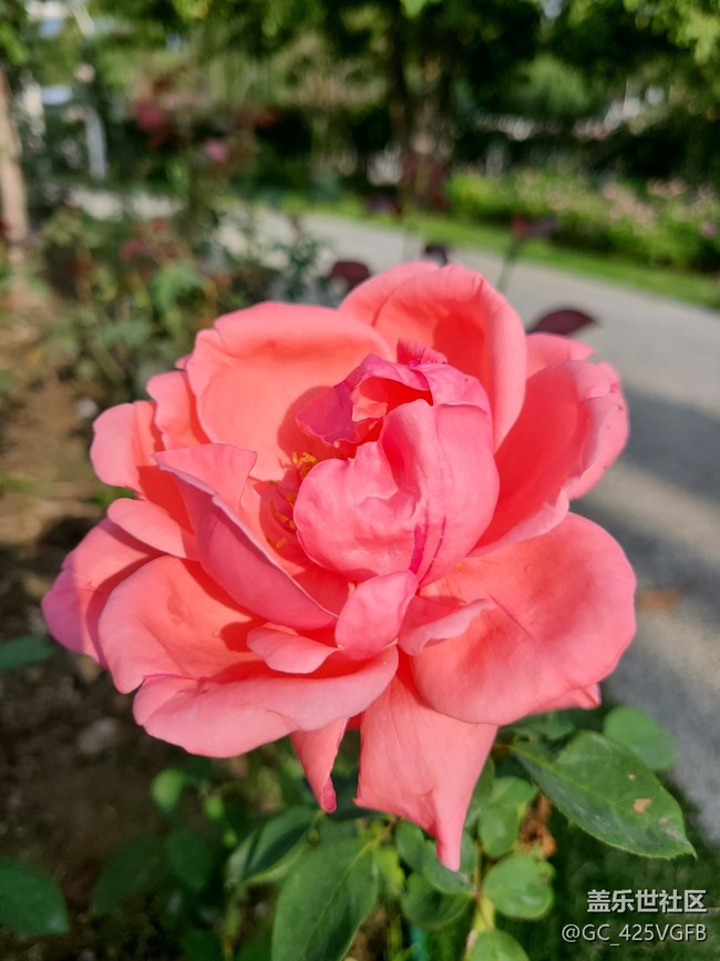 【微距下的秋色】+秋叶与花