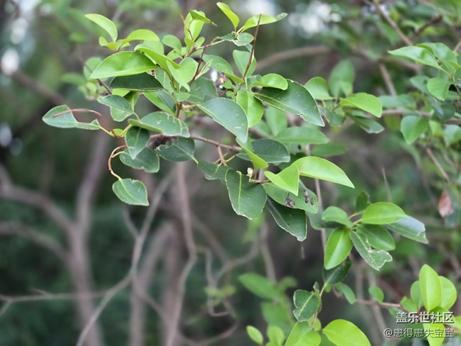 #十月中的小美好——桂花香