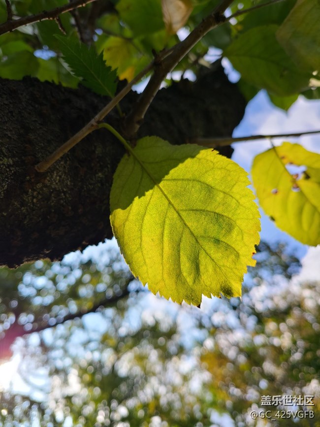 【微距下的秋色】+秋叶与花
