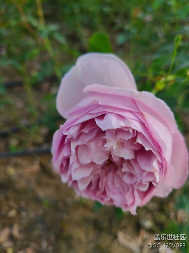 【最美秋色醉人心】+美丽秋天