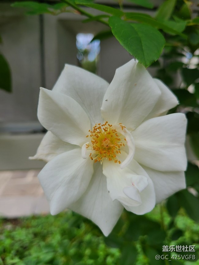 【微距下的秋色】+秋叶与花