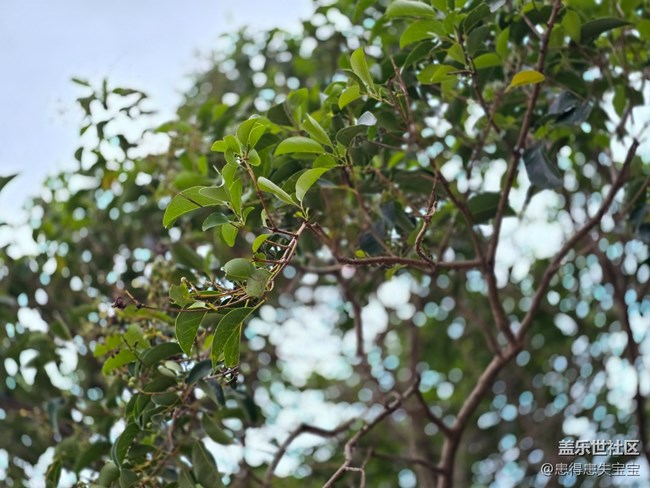 #十月中的小美好——桂花香