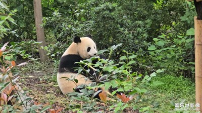 随手拍