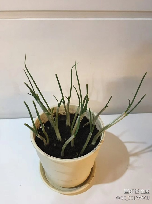 【最美秋色醉人心】种植