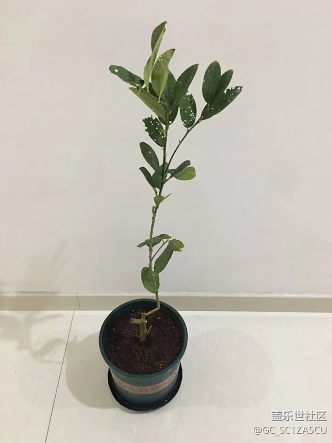 【最美秋色醉人心】种植