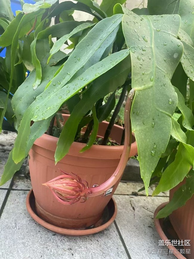 【最美秋色醉人心】昙花