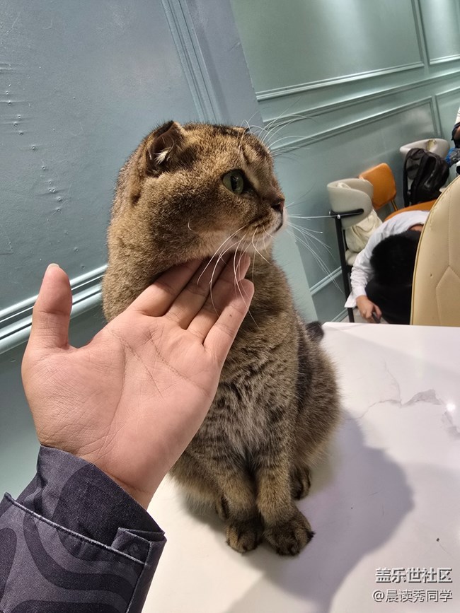 【猫咖狗咖拍了拍】
