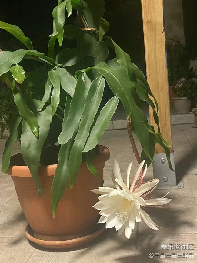 【最美秋色醉人心】昙花