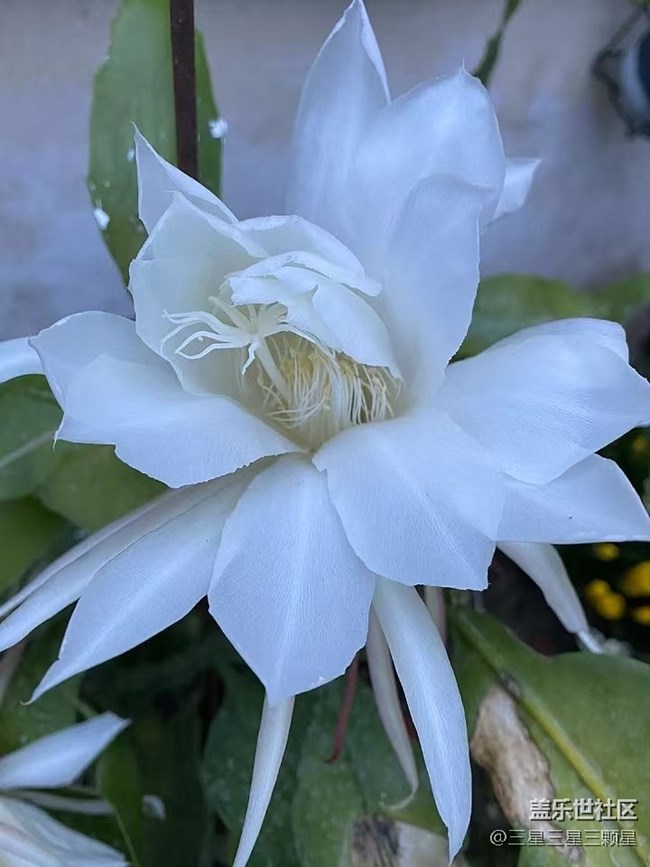 【最美秋色醉人心】昙花