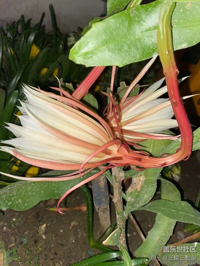【最美秋色醉人心】昙花