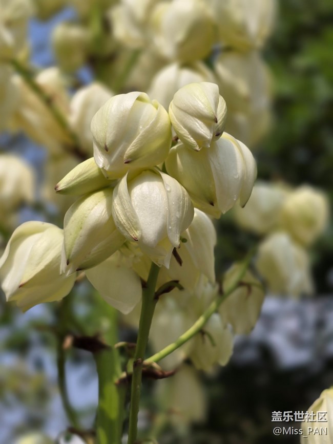 【我和我的祖国】+不知名的花