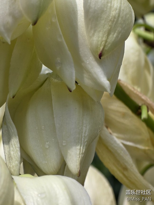 【我和我的祖国】+不知名的花