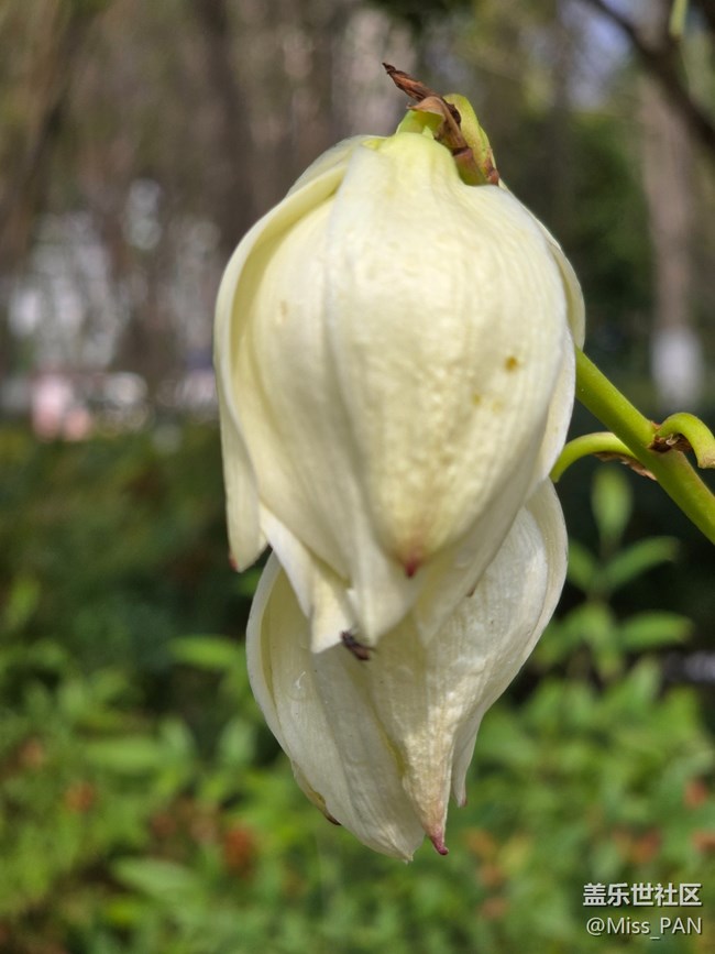 【我和我的祖国】+不知名的花