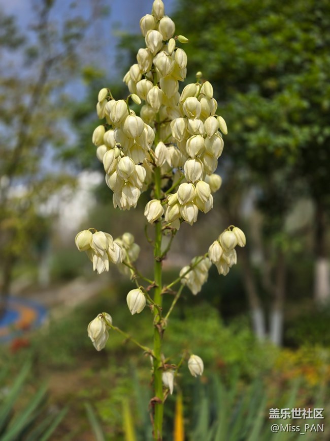 【我和我的祖国】+不知名的花