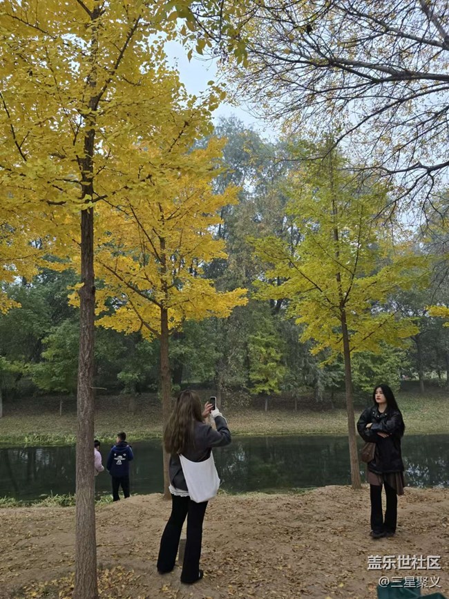 【我和我的祖国】秋末的银杏树叶