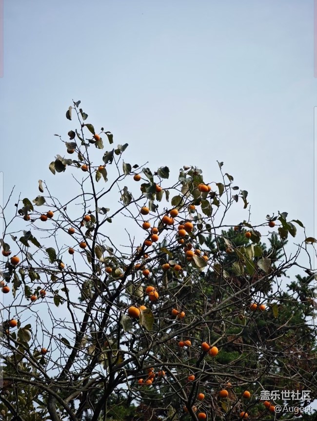 【秋韵养生】日常