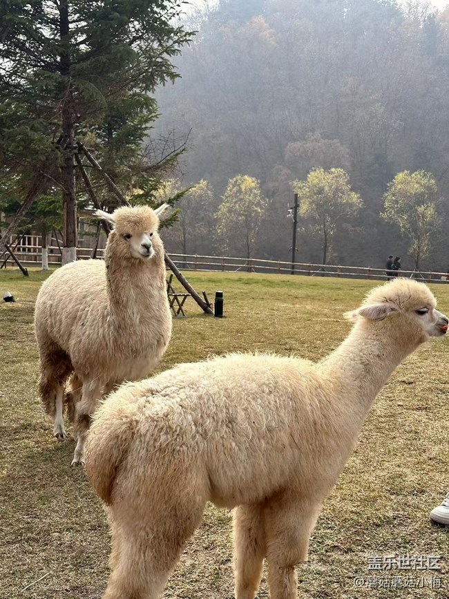【回顾贴】抓住秋天的小尾巴，东北亚云端草原游
