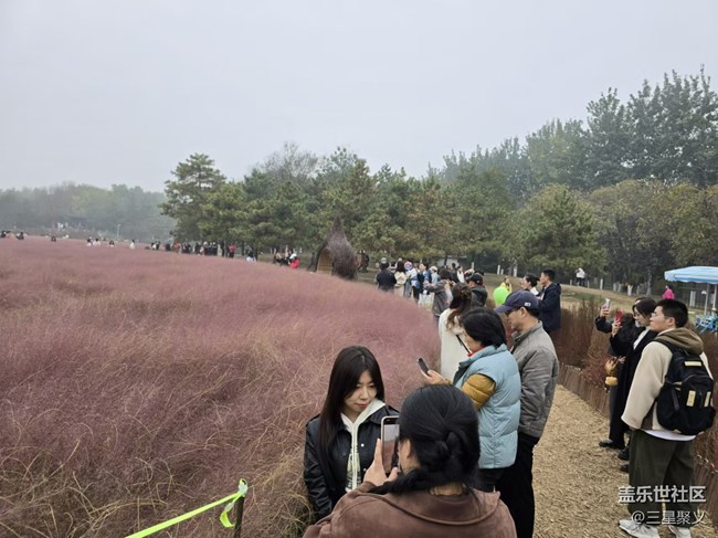 【我和我的祖国】薰衣草园里的女孩