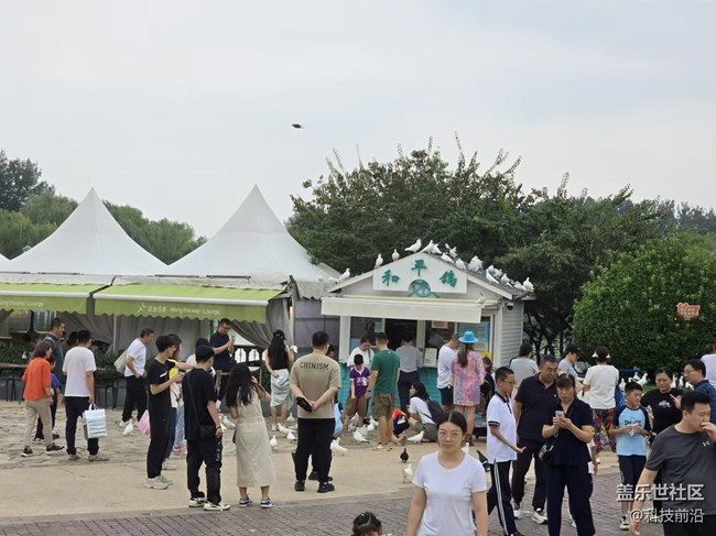 【我和我的祖国】和平鸽与人共舞