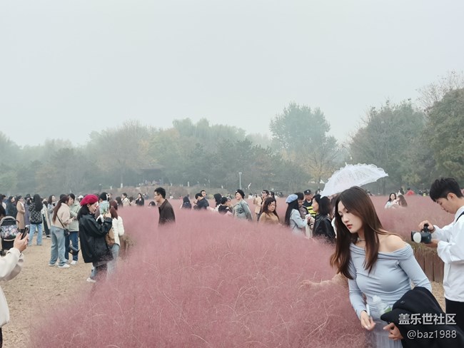 【奥森北园】+花海与灯光奥森