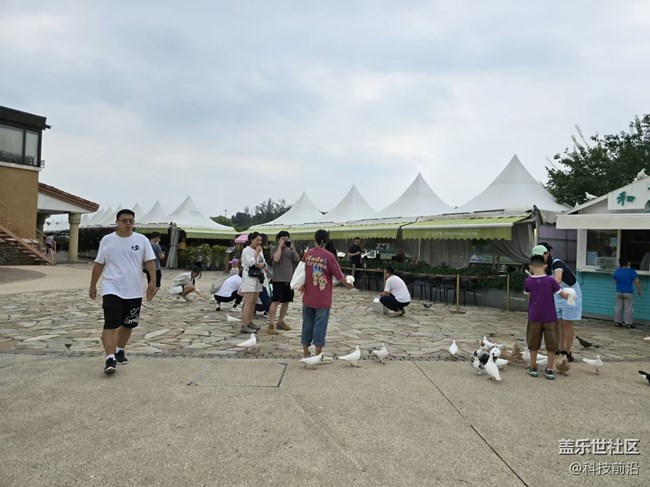 【我和我的祖国】和平鸽与人共舞