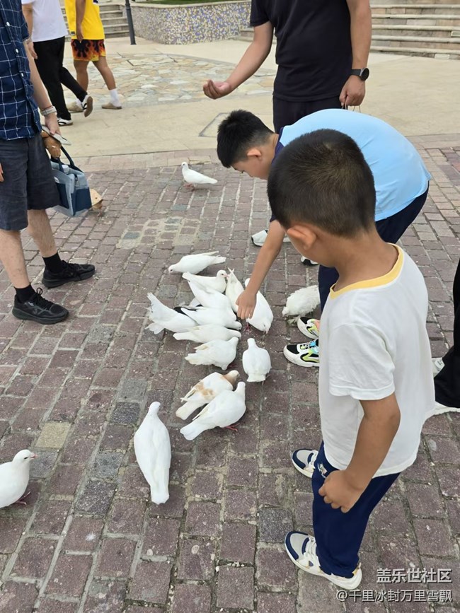 【我和我的祖国】少年与鸽子