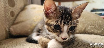 【生活礼赞】+猫戏