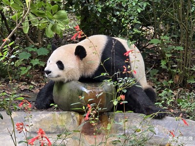 随手拍