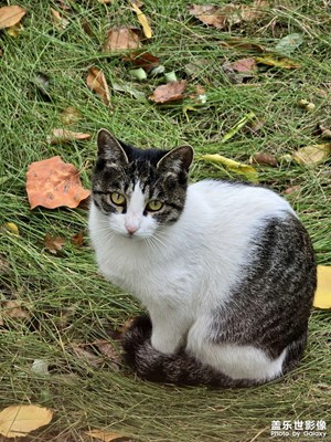 【我眼前的世界】+偶遇一只刚睡醒的牛奶狸花猫