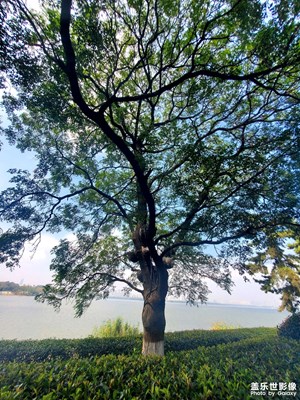 【生活礼赞】+ 湖石