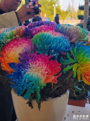 菊花