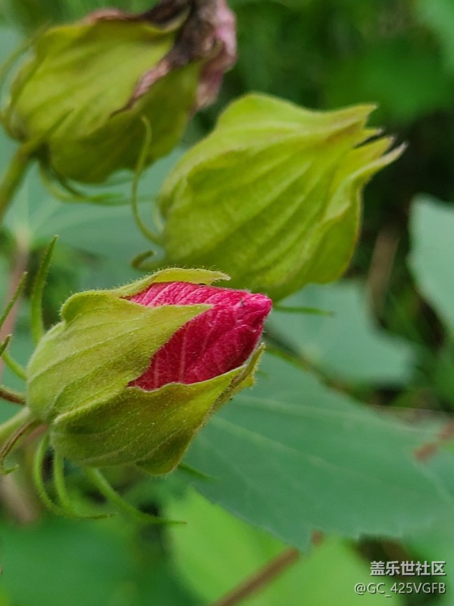 【十月的蜀国】+ 美丽十月