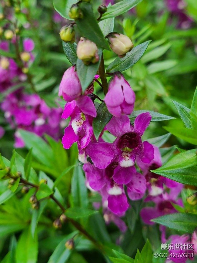 【十月的蜀国】+ 美丽十月